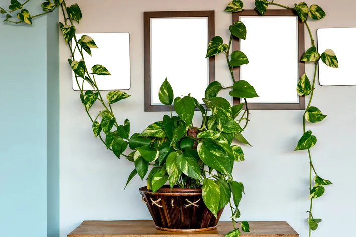 planta jibóia decorar casa