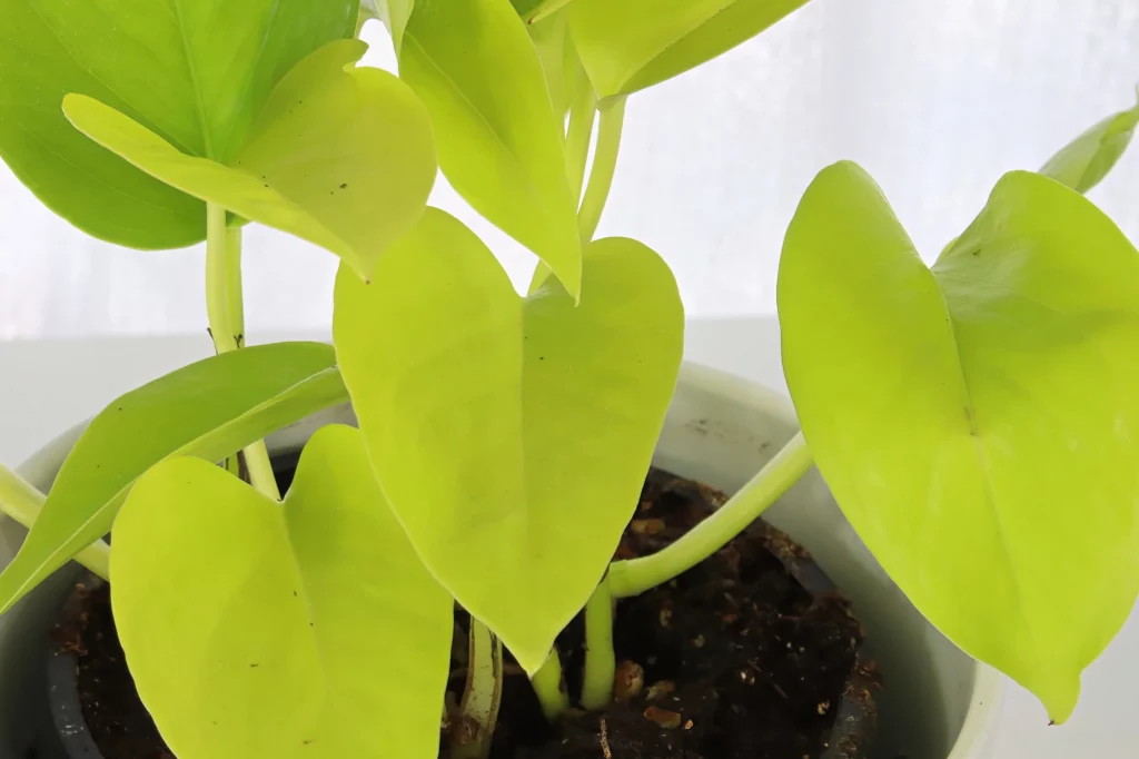 Epipremnum Aureum 'Neon'