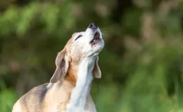 Saiba por que o cachorro está uivando e o que fazer nessa hora 1