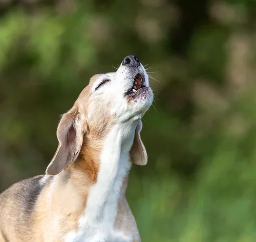 Saiba por que o cachorro está uivando e o que fazer nessa hora 1