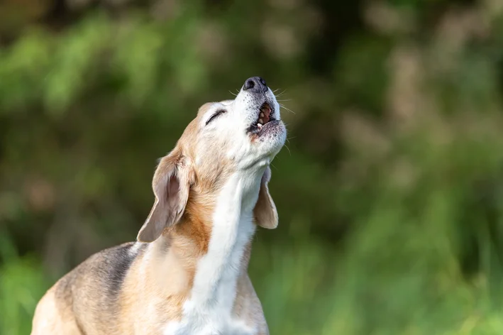 cachorro que uiva