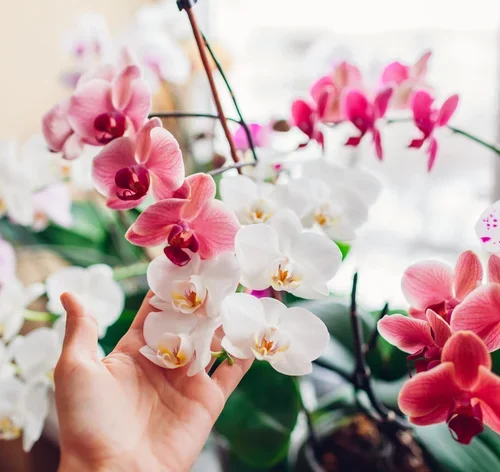 decorar casa com orquídeas