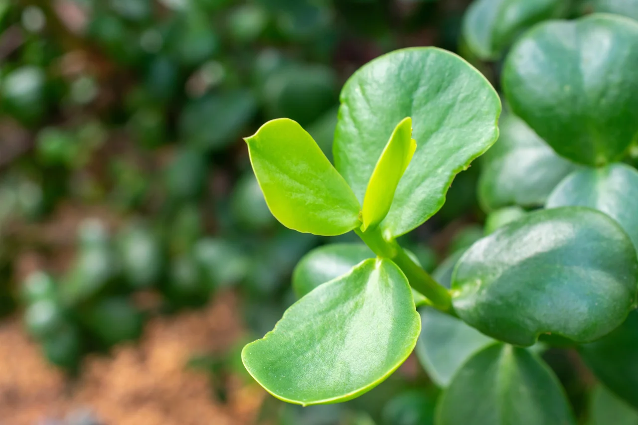 planta jibóia jade