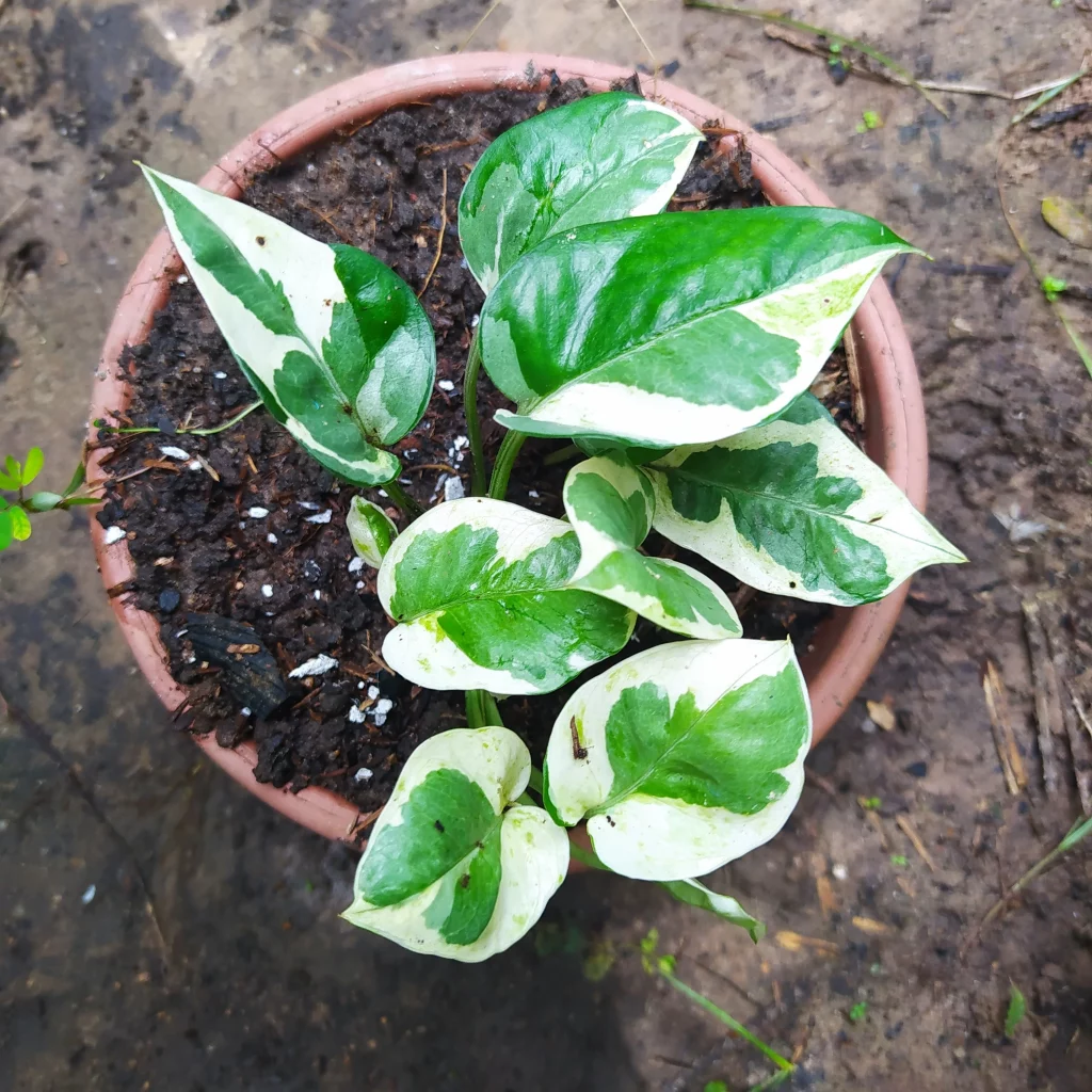 planta jiboia como cuidar