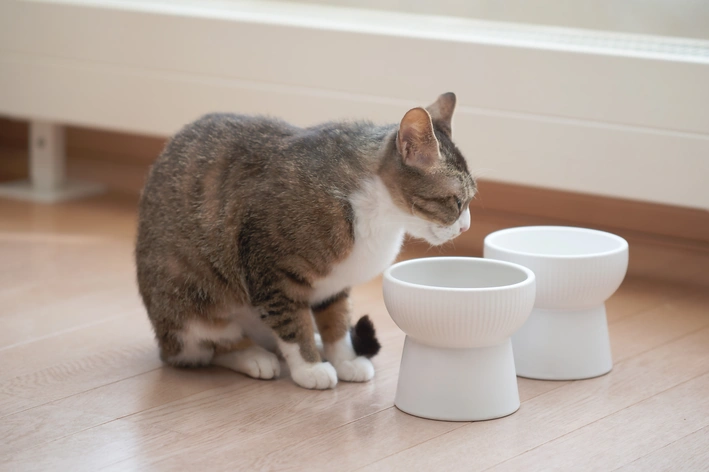 o que fazer para gato comer