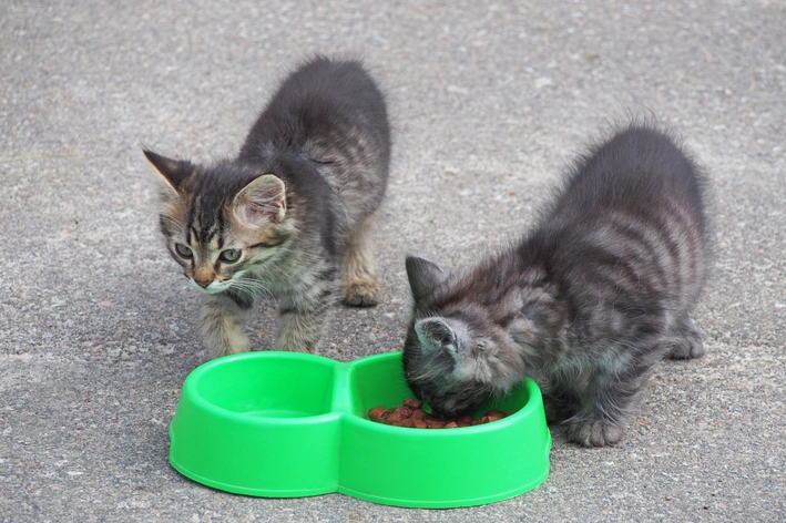 gatinhos filhotes comendo ração em comedouro verde