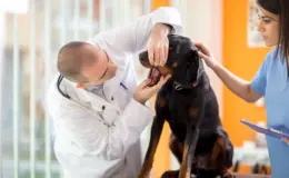 como desengasgar cachorro