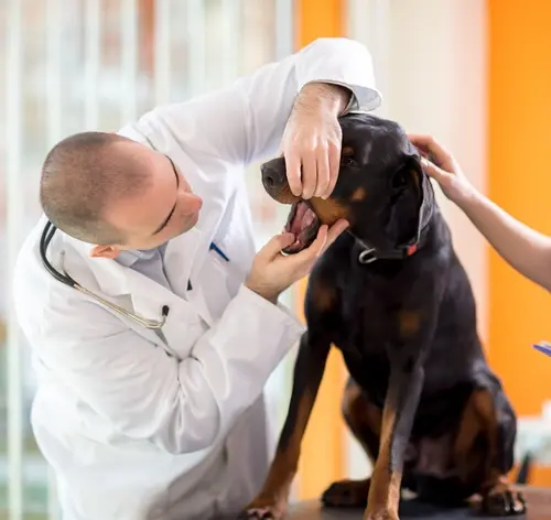 como desengasgar cachorro