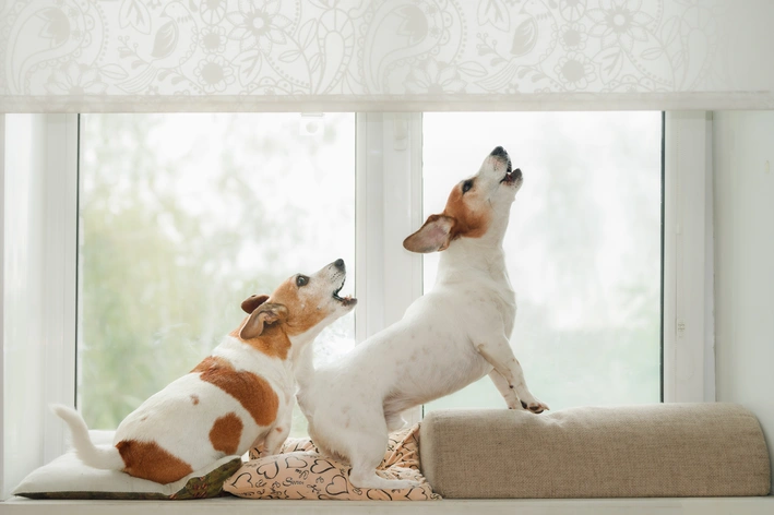 dois cachorros uivando
