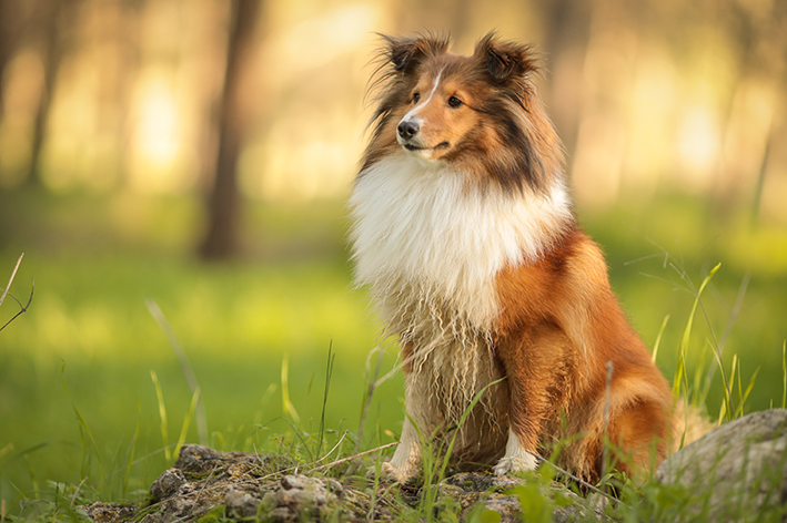 cachorro da raça coliie