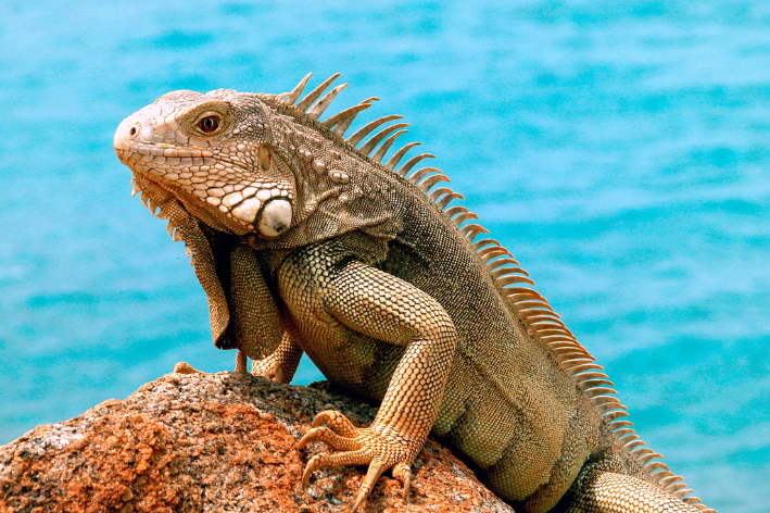 Iguana