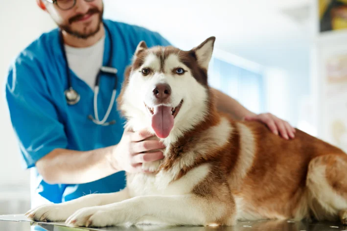 remedio para diarreia de cachorro