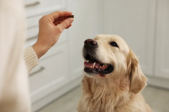 como dar remédio comprimido para cachorro que morde