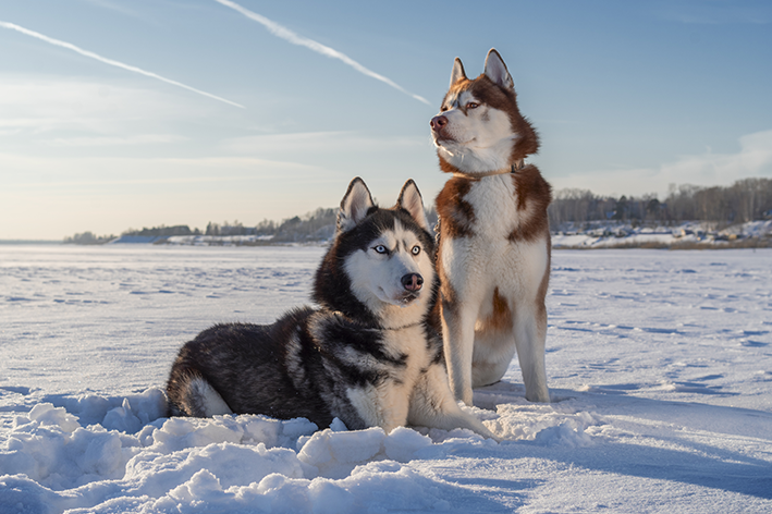 Husky siberiano