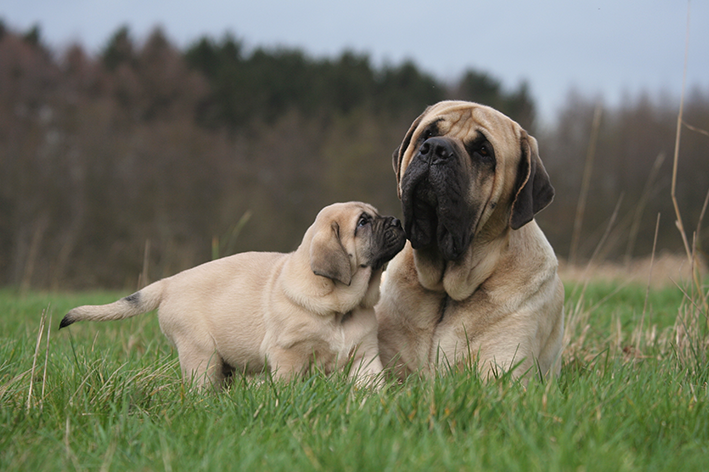 mastiff