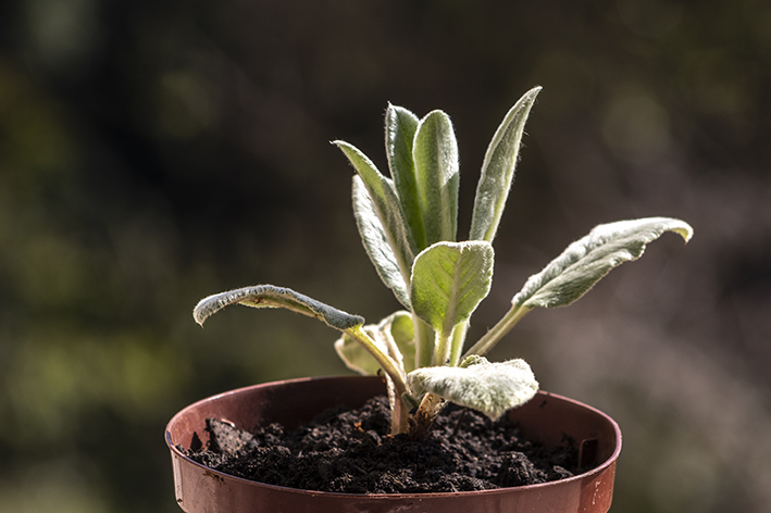 Planta peixinho da horta no vaso