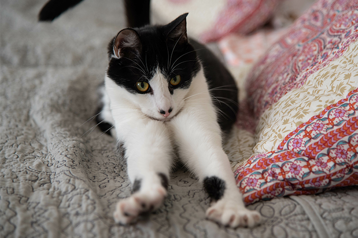 Gato branco e preto fazendo o movimento de amassar pãozinho