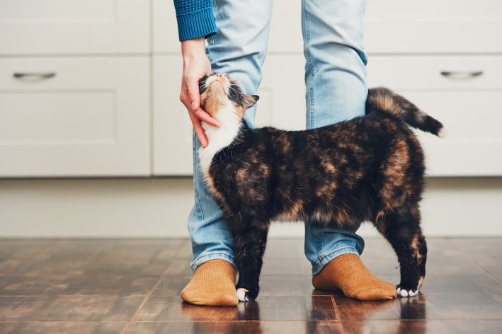 ansiedade de separação em gatos