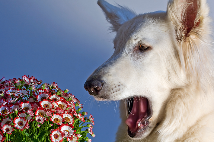 cachorro com alergia