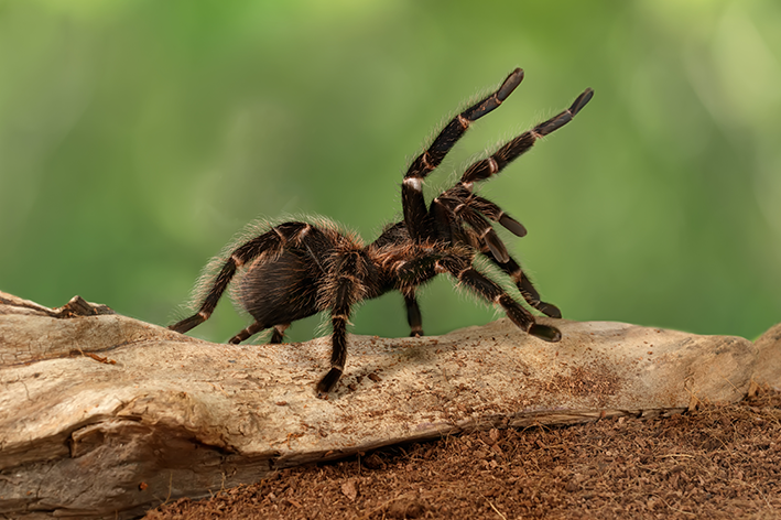 Aranha: descubra tudo sobre esse animal