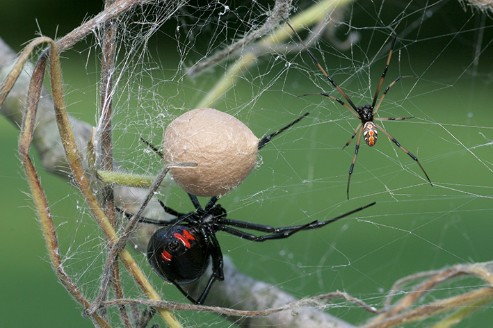 Aranha viúva-negra