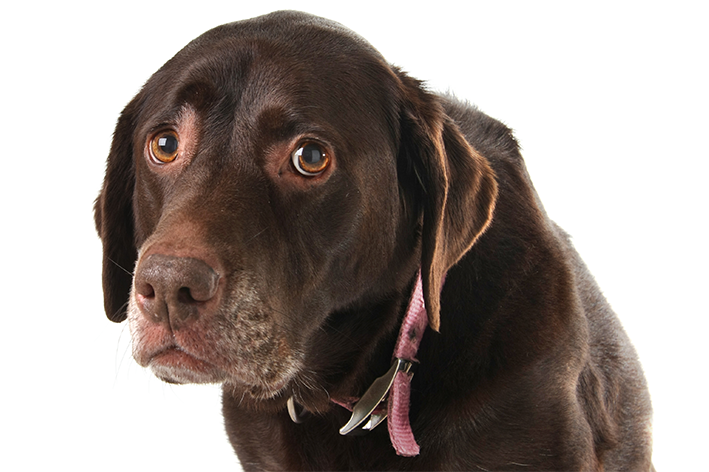 Arritmia cardíaca em cães