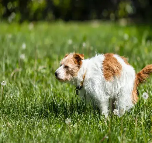 Cachorro com diarreia