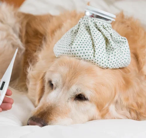 Conheça 4 maneiras para saber se o cachorro está com febre 1