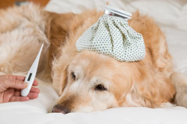 cachorro está com febre na cama