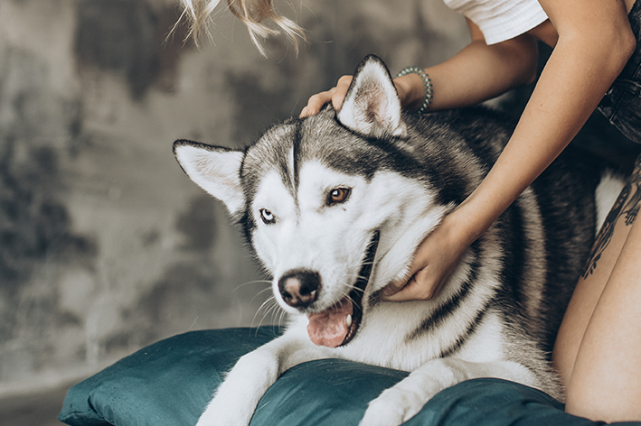 Husky Siberiano é um cachorro lobo