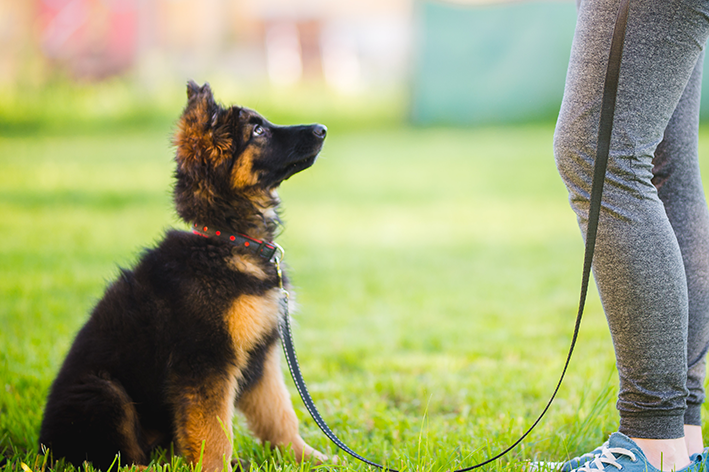 Características gerais do cachorro pastor alemão