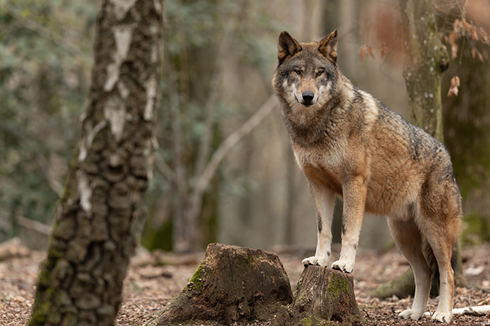 lobo canis