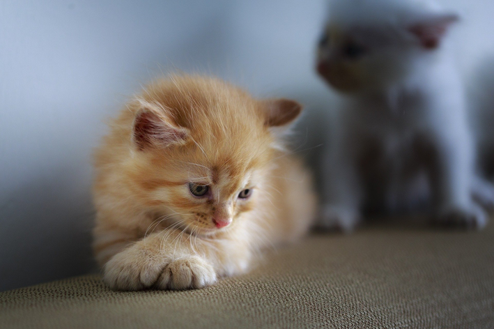 ansiedade de separação em gatos