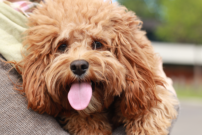 Cavoodle