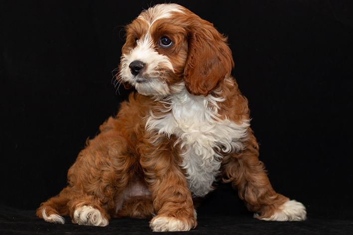 Cavoodle híbrido