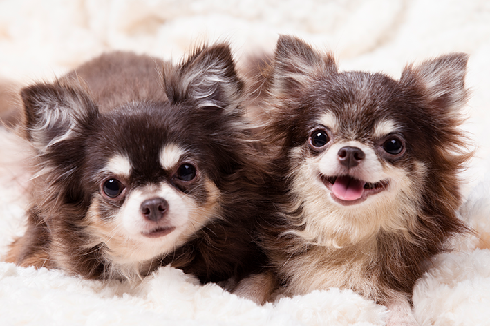 chihuahuas deitados 