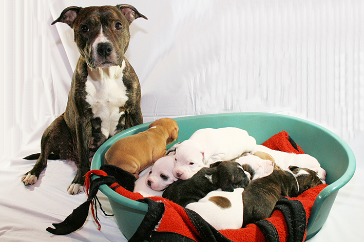 Cobertor para cachorro e a cachorra está grávida com filhotes