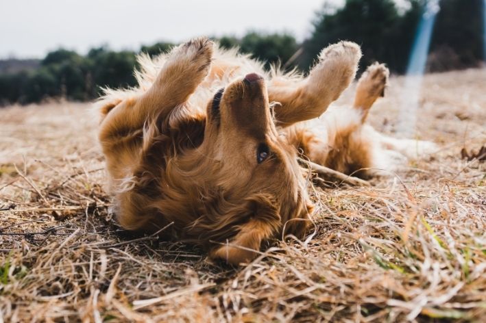 coceira em cachorro