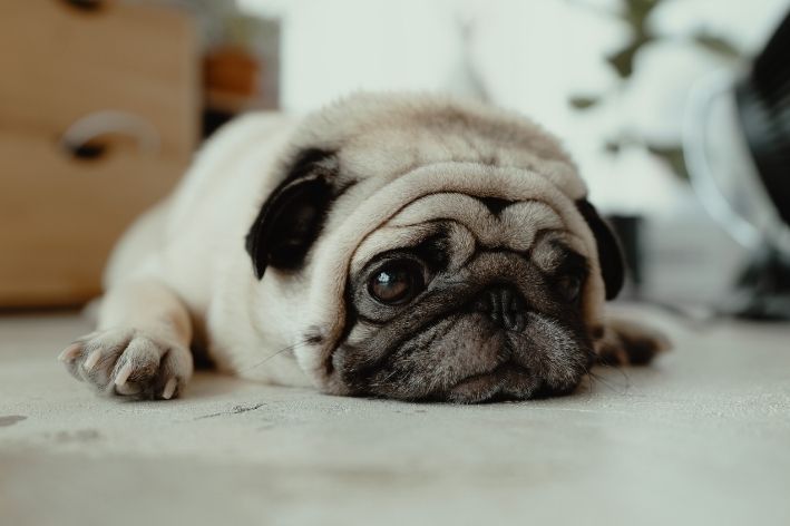 coceira em cachorro pug triste