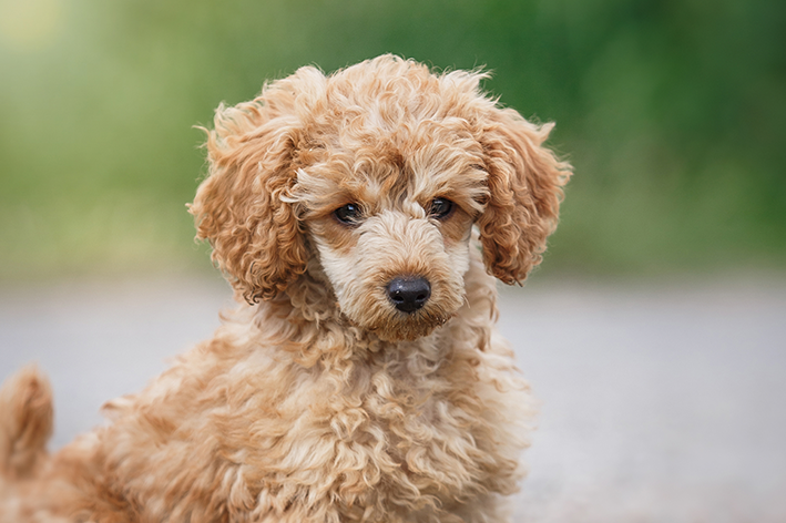 Origem e características gerais do cachorro poodle