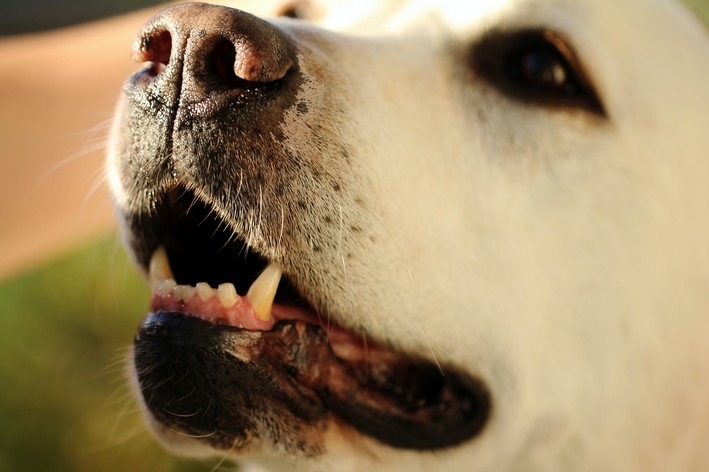 como dar comprimido para cachorro. pet com a boca aberta