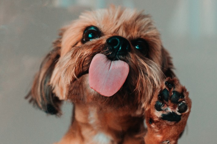 cachorro com a lingua de fora