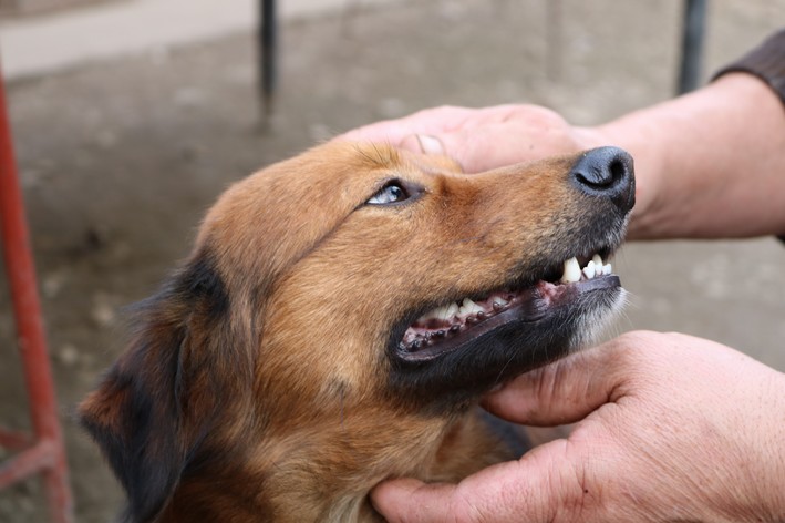pessoa acariciando cachorro para dar comprimido
