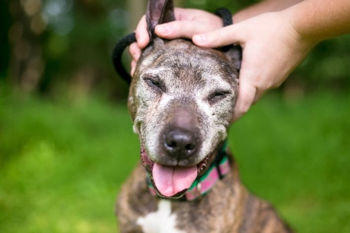 pet idoso como ensinar cachorro a fazer as necessidades no lugar certo