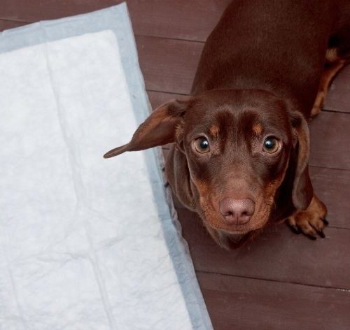 como ensinar cachorro a fazer as necessidades no lugar certo