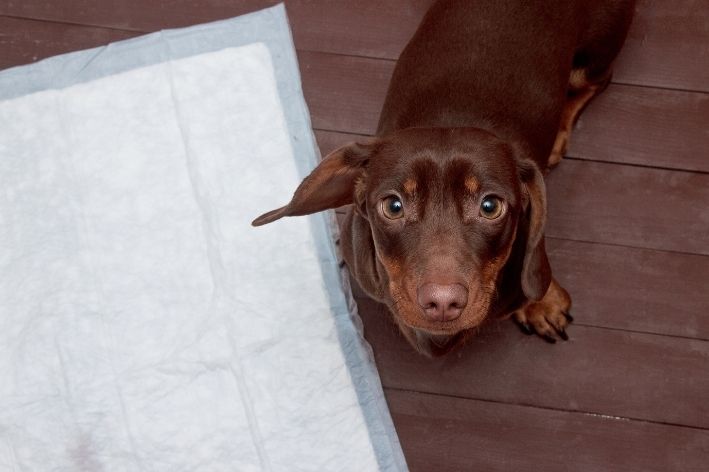 como ensinar cachorro a fazer as necessidades no lugar certo