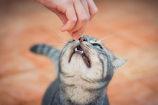 gato comendo ração medicamentosa