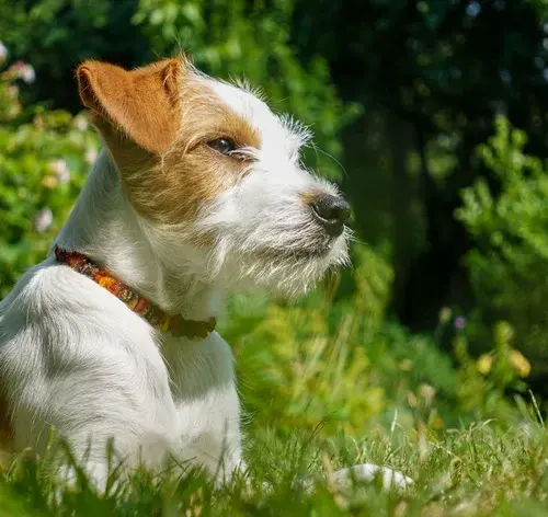 Saiba como os cachorro enxergam o mundo