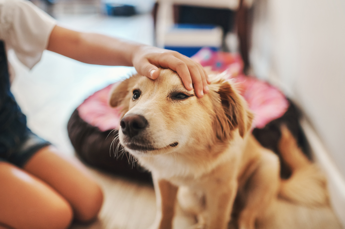 como prevenir quadros de dor em cães