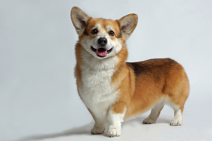 5 curiosidades sobre o Corgi